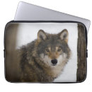 Recherche de loup électronique Sauvage