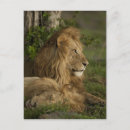 Suche nach masai mara postkarten Grasland