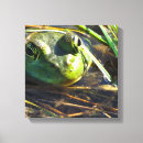 Suche nach grüner frosch leinwandbilder Frösche