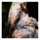 Suche nach barke poster Wald