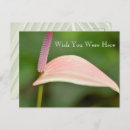 Suche nach rosa tropische blume postkarten Fotografie