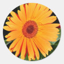 Recherche de marguerite de gerbera autocollants Nature