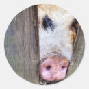 Recherche de porcs drôles autocollants Animaux