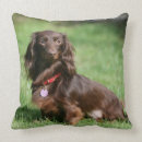 Suche nach langhaarige dackel kissen Schokolade und tan