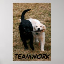 Suche nach schwarzes labrador retriever poster Welpen