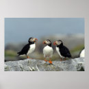 Suche nach atlantic poster Vogelvogel