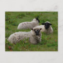 Recherche de moutons cartes postales Ferme