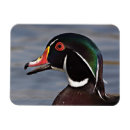 Recherche de le canard magnets Oiseau