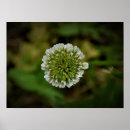 Suche nach grüner klee poster Blume
