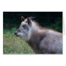Recherche de bovids Chèvre