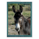 Recherche de burros Ferme