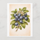 Recherche de myrtilles cartes postales Vintage