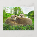 Suche nach otter in der liebe poster Tiere