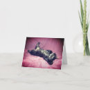 Suche nach maine coon cat karten Kätzchen