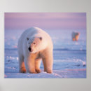 Suche nach der eber poster Fauna