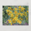Recherche de fleur sauvage jaune cartes postales Floral