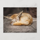 Suche nach fennec postkarten Wütend