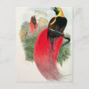 Recherche de oiseau exotique cartes postales Rouge