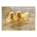 Suche nach niedlich tier fotos postkarten Enten