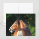 Suche nach clydesdales postkarten Rasse