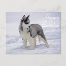 Suche nach husky dog postkarten Huskies