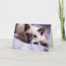 Suche nach falsch karten Katze