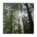 Recherche de pins carreaux Forêt