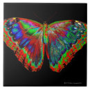 Suche nach schwarzer schmetterling fliesen Tiere