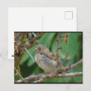 Recherche de chardonnerets cartes postales Photographie