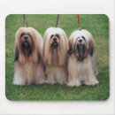 Suche nach apso Welpe