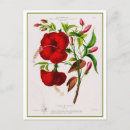 Recherche de dessin fleurs cartes postales Botanique