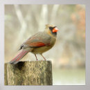 Recherche de femelle posters Oiseau