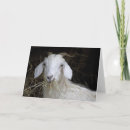 Suche nach weiße ziege karten Hausziege