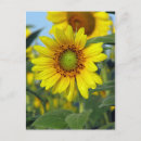 Suche nach hallo sonnenschein postkarten Sonnenblume