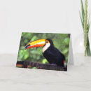 Recherche de toucan vœux cartes Animal