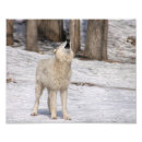 Recherche de wolfe photographie Faune