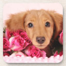 Recherche de chienchien dessous de verres Mignon