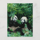 Suche nach pandas postkarten Tragen
