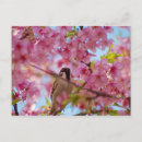 Suche nach kirschbaum postkarten Sakura