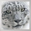 Suche nach exotische katzen poster Leopard
