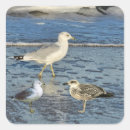 Suche nach möwe aufkleber Natur
