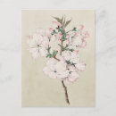 Recherche de rose clair cartes postales Fleur