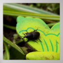 Recherche de punaise posters Insecte