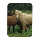Suche nach mustang magnete Bob langrish