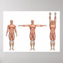 Suche nach muskulatur poster Medizin