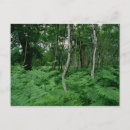 Recherche de bouleau argenté cartes postales Bois