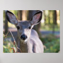 Recherche de mulets posters Cerf mulet