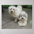 Recherche de tulear posters Chiot