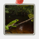 Suche nach guyana ornamente Amphibie
