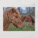 Recherche de islandais cartes postales Animaux